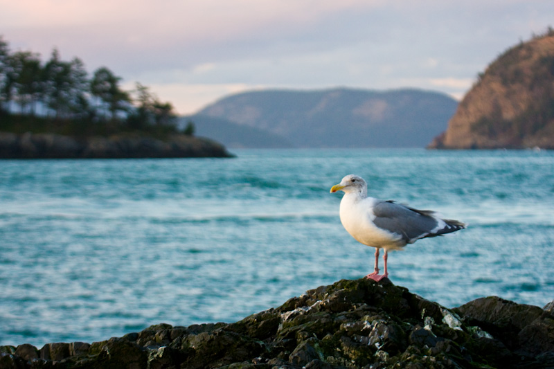 Gull On Rock